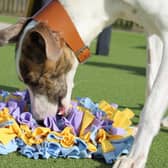 Food puzzles...are a good way to keep dogs occupied during alone time at home and will also help them cope better when life returns to normal.