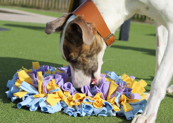 Food puzzles...are a good way to keep dogs occupied during alone time at home and will also help them cope better when life returns to normal.