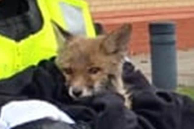The little fox cub was rescued by a group of people who saw her fall into a water-filled hole. (Photo: Scottish SPCA)