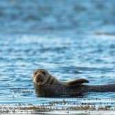 The Scottish Government is looking for more information about Westminster’s plans for marine tourism. Image by DragonTools from Pixabay