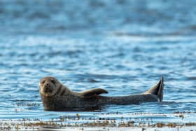 The Scottish Government is looking for more information about Westminster’s plans for marine tourism. Image by DragonTools from Pixabay