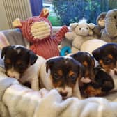 Dogs Trust Glasgow wants your help to name these little bundles.