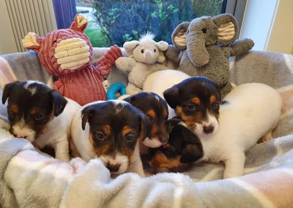 Dogs Trust Glasgow wants your help to name these little bundles.