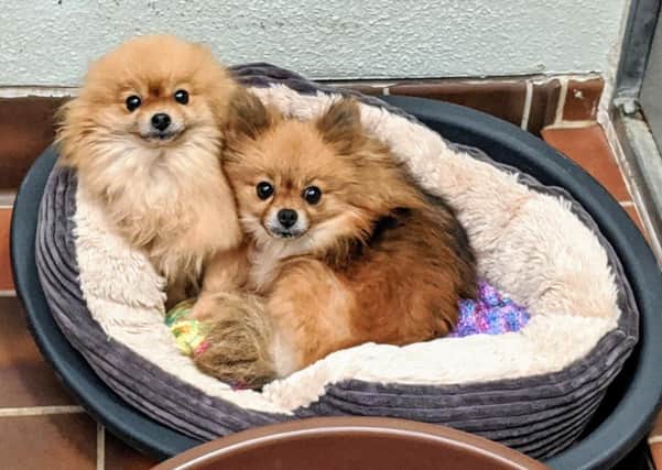 The Scottish SPCA is appealing to animal lovers to donate blankets for animals in its Lanarkshire Animal Rescue and Rehoming Centre. Pic: Scottish SPCA