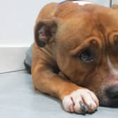 Sad Sam...SSPCA feels the time is now right to revisit First Strike, which first established the link between domestic violence and animal abuse.  (Pic: SSPCA)