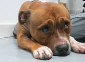 Sad Sam...SSPCA feels the time is now right to revisit First Strike, which first established the link between domestic violence and animal abuse.  (Pic: SSPCA)