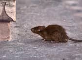 A resident rubbished the claims that the issue wasn’t serious - by saying rats were all over the place near her home