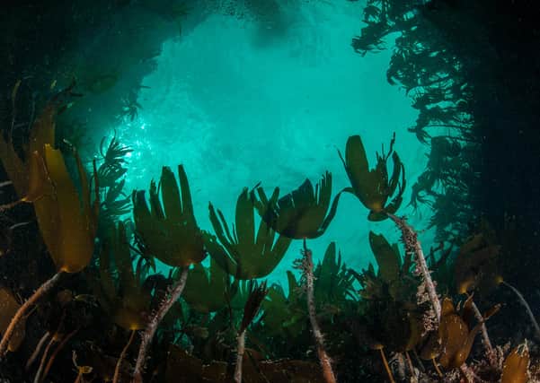 Take a virtual dive...to discover an underwater world of wonder like this kelp forest, captured by George Stoyle to help launch Scottish Natural Heritage’s new online guide.