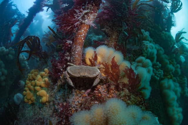 What lies beneath...a rocky reef habitat captured in the Outer Hebrides by George Stoyle.