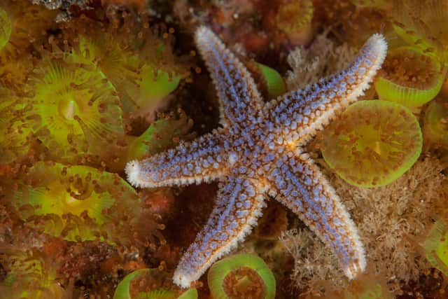 Pretty as a picture...common starfish on jewel anemones by George Stoyle.