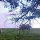 A study is looking at the causes of pasture-associated laminitis in native-breed ponies