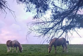 A study is looking at the causes of pasture-associated laminitis in native-breed ponies