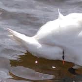 The swan with the fishing wire wrapped around its wing. Once it was removed the swan appeared to be fine and was released back on to the water. (Photo: Scottish SPCA)