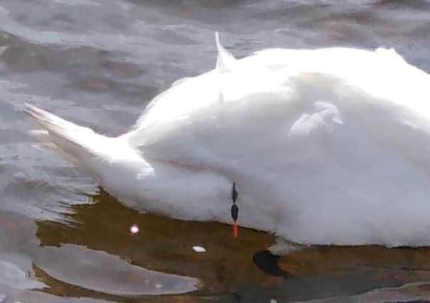 The swan with the fishing wire wrapped around its wing. Once it was removed the swan appeared to be fine and was released back on to the water. (Photo: Scottish SPCA)
