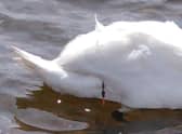 The swan with the fishing wire wrapped around its wing. Once it was removed the swan appeared to be fine and was released back on to the water. (Photo: Scottish SPCA)