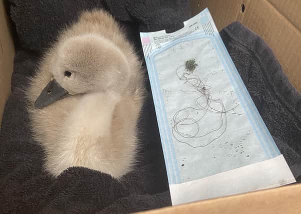 The cygnet recovers its ordeal at the National Wildlife Rescue Centre in Fishcross. Pic: Scottish SPCA