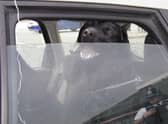 Don’t do it – 22 degrees outside can mean 44 degrees inside the car for a dog. Photo: RSPCA