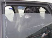 Don’t do it – 22 degrees outside can mean 44 degrees inside the car for a dog. 
Photo: 
RSPCA