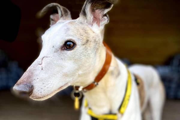 Eric is looking for a new home. Can you help?