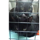 The two male cats were left outside the surgery with a note advising the owner was no longer able to care for them.