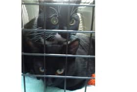 The two male cats were left outside the surgery with a note advising the owner was no longer able to care for them.