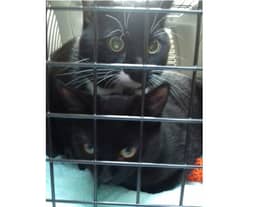 The two male cats were left outside the surgery with a note advising the owner was no longer able to care for them.
