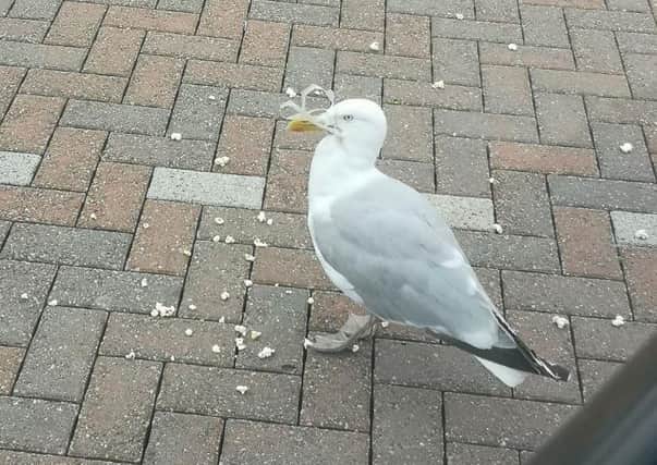 The seagull with the can holder around its head and beak.