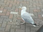 The seagull with the can holder around its head and beak.