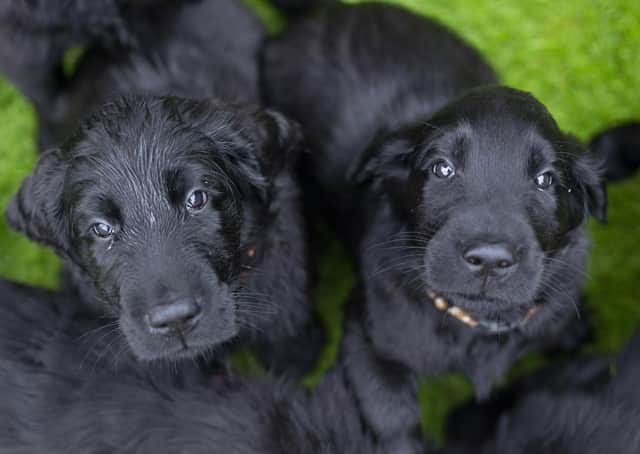 Puppy dog eyes...are hard to resist but The Kennel Club is appealing for new owners to be responsible. (Pic: James Robinson/The Kennel Club)