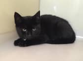 The 12-week-old kitten was found in the wheel arch of a car. Pic: SSPCA