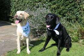 Internet sensations...Olive and Mabel know it makes sense to raise funds for Sense Scotland in its 35th year but they need readers to join them for walkies this month!