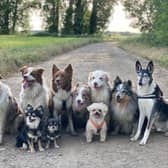 Pawsome pals...these pooches have already signed up for the World Big Dog Walk this month but they need our readers help to raise funds too.