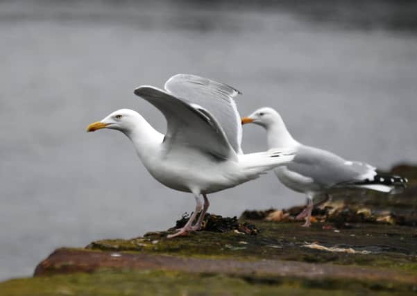 John Devlin 19/03/2019. LARGS. Stock shot of gull. seagull, seagulls, gulls. bird, birds.