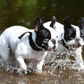 Two French Bull Dogs cool down in the White Cart Water, Glasgow.
 Photo: John Devlin