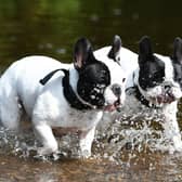 Two French Bull Dogs cool down in the White Cart Water, Glasgow. Photo: John Devlin
