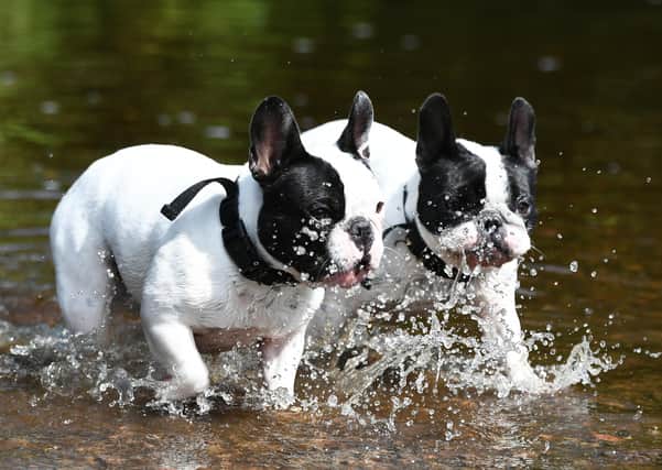 Two French Bull Dogs cool down in the White Cart Water, Glasgow.
 Photo: John Devlin