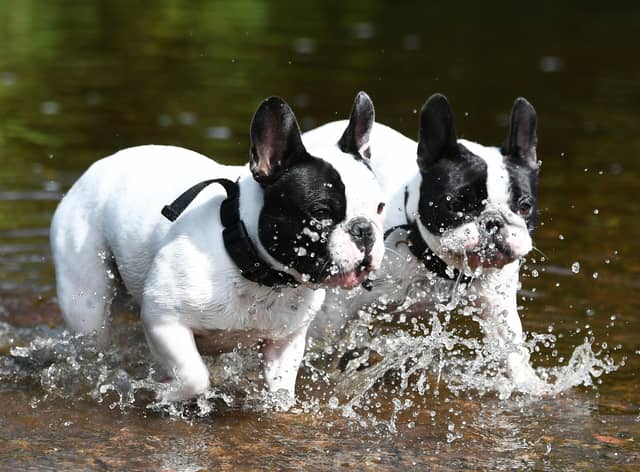Two French Bull Dogs cool down in the White Cart Water, Glasgow. Photo: John Devlin