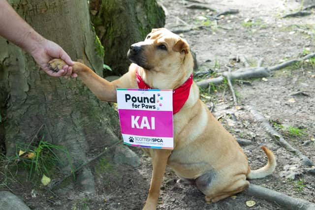 Kai is supporting the Scottish SPCA fundraiser (Photo: Julie Lamont Photography)