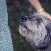 Looking into those puppy dog eyes, it's easy to understand why 40 per cent of Scots are worried about leaving their pets at home as they return to work.