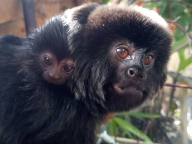 Mercury clings on to its mother, it's important staff at Amazonia don’t interfere with the parenting process