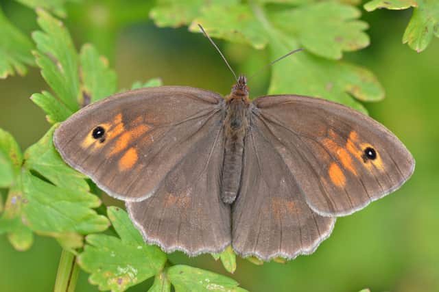 Fluttering into fourth spot...the Meadow Brown. (Pic: Andrew Cooper)