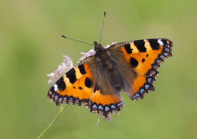 Top of the rankings...the Small Tortoiseshell topped the poll here in Scotland. (Pic: Bob Eade)