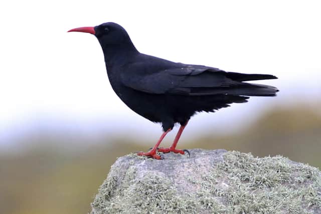 Well choughed...this bird is one of the key species that will benefit from the four year project.