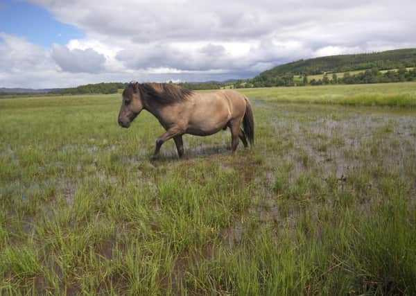Traditional workers...Konik ponies will be called into service to help restore the largest floodplain fen in the UK.