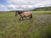 Traditional workers...Konik ponies will be called into service to help restore the largest floodplain fen in the UK.