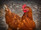 Avian flu...being transmitted by migratory birds could pose a risk for poultry keepers in Scotland this winter.