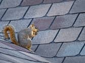Destructive pest...squirrels can cause real headaches if they get into your roof space.