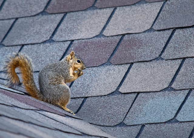Destructive pest...squirrels can cause real headaches if they get into your roof space.