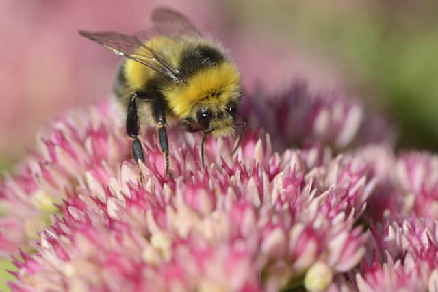 We were busy bees in the summer, enjoying all that Scotland has to offer but there's no need for that to end now, even though you won't see bees at this times of year! (Pic: Lorne Gill)