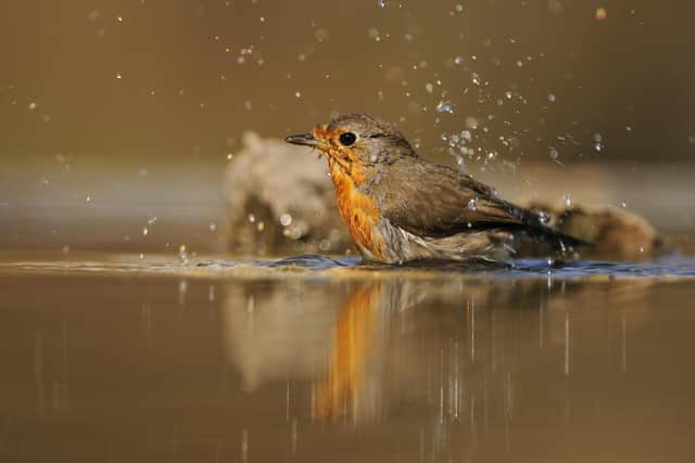 Robin bathing...in a garden pond is a joy to behold and one of many simple pleasures we can all enjoy when we take time out to enjoy nature. (Pic: Fergus Gill)